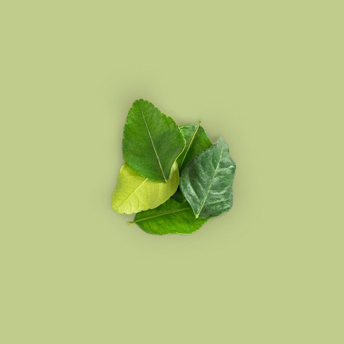 Kaffir lime leafs